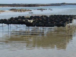 Oyster farming in Jersey. Guided walks on the seabed