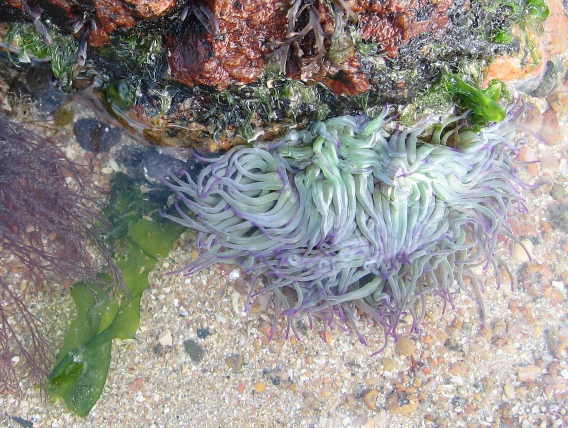 Sea-anemone.-Jersey..jpg