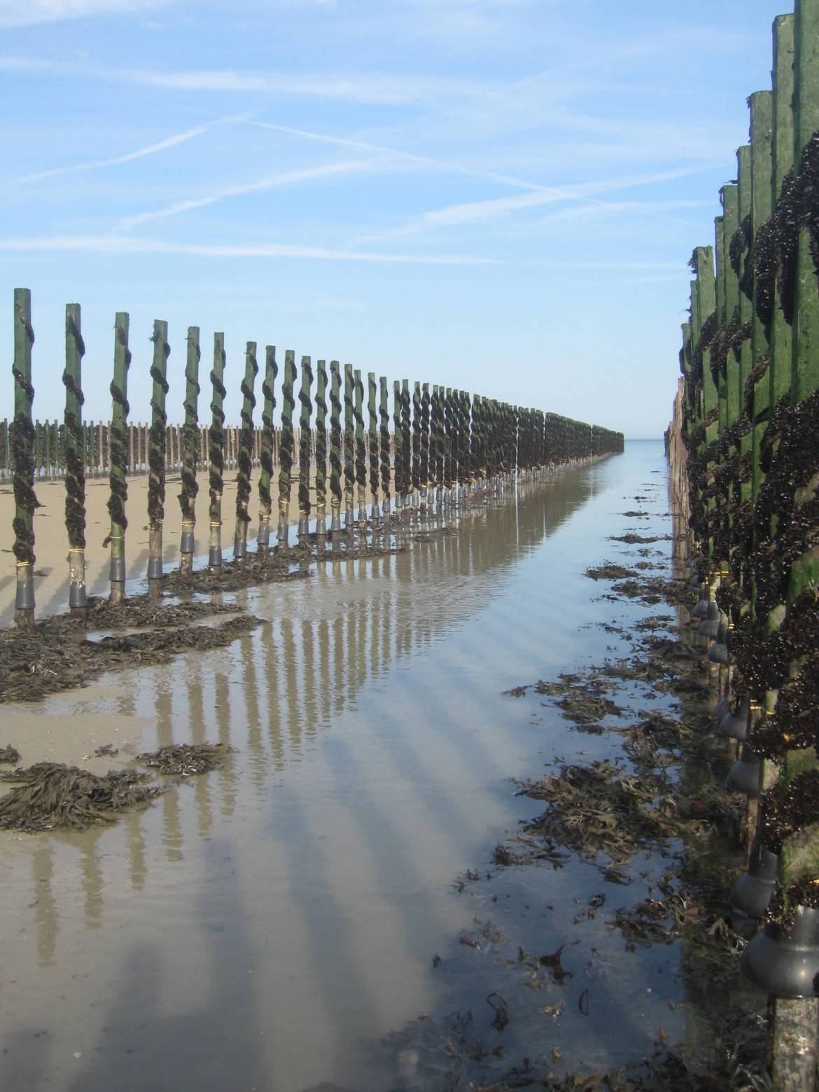 Jersey Mussel farming Jersey Walk Adventures