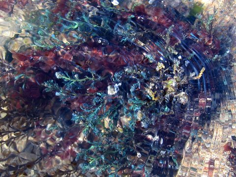 Irridescent-blue-under-water-the-small-seaweed-Cystoseira-tamariscifolia.jpg