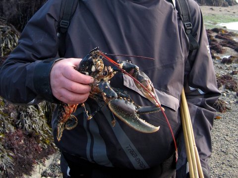 Low-water-fishing-for-Lobster-in-Jersey.jpg