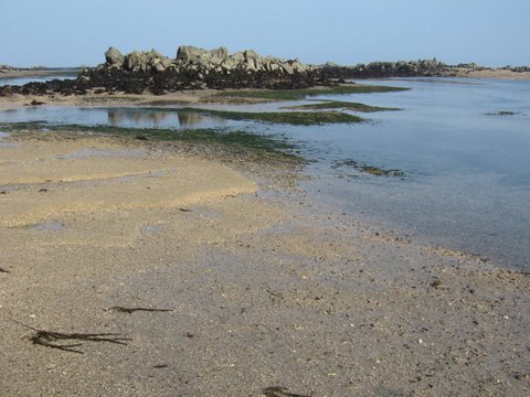 Eel-grass-beds-at-low-tide.jpg