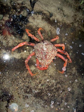 Spider-crab-in-Jersey-IMG_4689.jpg