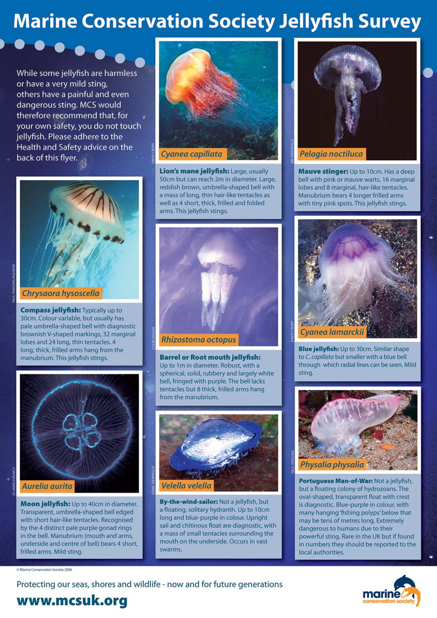 jellyfishform.jpg