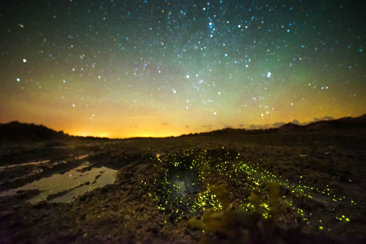 Night-walks-in-search-of-bioluminescence.-Photo-by-Phil-Halper-20547492499_4e8db5ac37_o.jpg