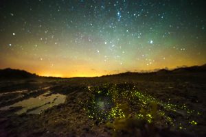 Bioluminescence on the beach in Jersey. Glowing marine creatures. Copyright image.