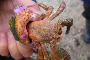 Moonwalks and guided seabed walks in jersey. Hermit crab