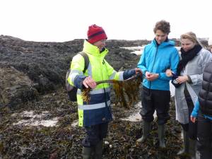 Seaweed foraging in Jersey