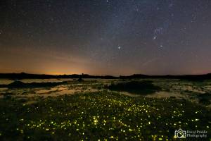 bioluminescent glowing worms in Jersey. Copyright D Priddis.