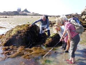 Guided Rock pool explorations in Jersey