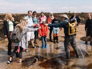 Gudied rockpool exploring in Jersey